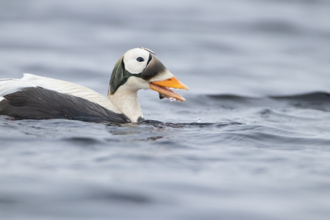 A swimming bird with a circle around it's eye, which looks like a spectacle