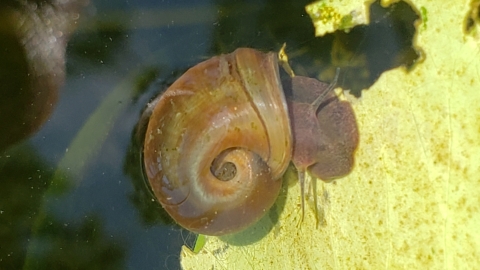 Magnificent ramshorn snail underwater on a leaf