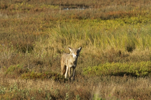 Coyote