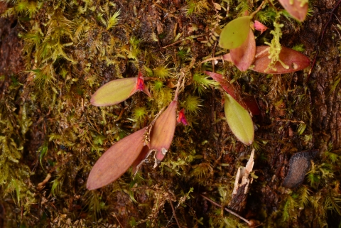 A flowering plant with a tiny orange and pink bud.