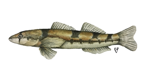 A fish with a pointed snout, four saddles along its back, two dorsal fins, one anal fin, one tail fin, and two pectoral fins. It has a golden amber color along the top half of its body and a distinct tear drop below its eye.