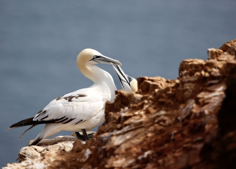 A white bird with light orange/yellow head feeding another similar bird