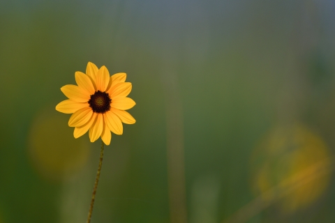 Bright sunflower in full view with blurred background