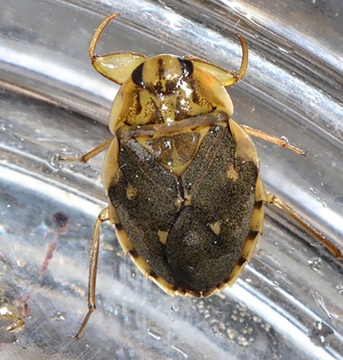 Insect
