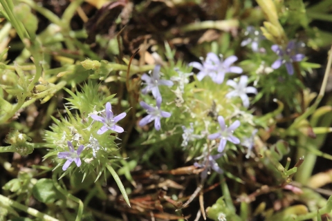 a bunch of small 5-petaled flowers