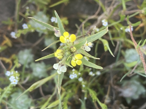small yellow and white three petaled flowers