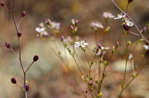 small pinkish white flowers