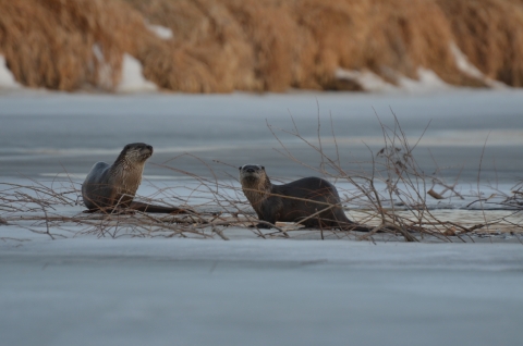 Two river otters at rest on a frozen river.