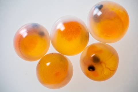 Rainbow trout eggs