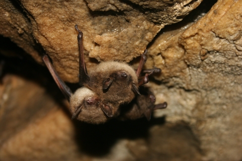 Small group of little brown bats attached to a rock ceiling. 