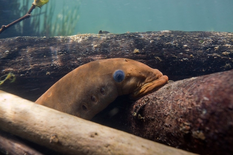 A Pacific lamprey in the water surrounded by woody debris