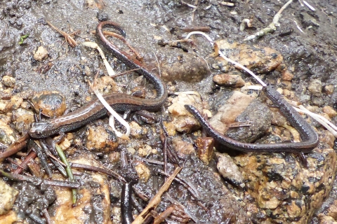 two brown slender salamanders on mud and rocks