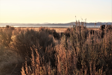 morning sun hits sagebrush with hills in the distance