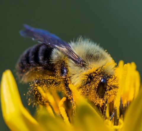 A bumblebees with its head and legs covered in powdery pollen.