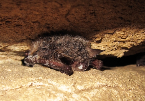 A Northern long-eared bat between rocks with white like powder on its nose. 