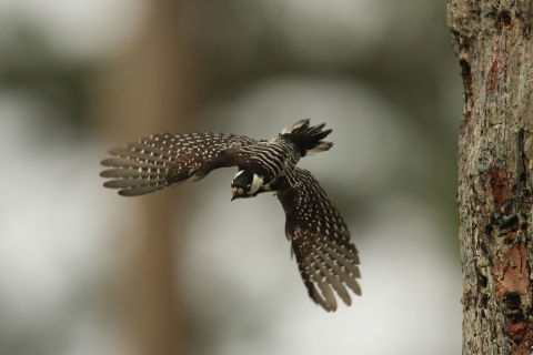 a bird flies away from the trunk of a tree