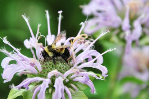 Rusty patched bumblebee on a bee balm plant (genus Monarda)