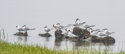 sandwich terns congregating on a pile of rocks near the shoreline