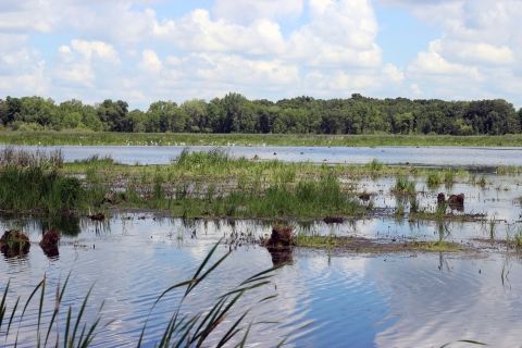 Horicon Marsh