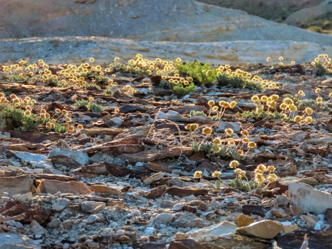 Tiehm's buckwheat plants