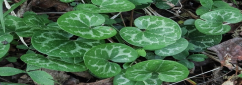 Dwarf-flowered heartleaf