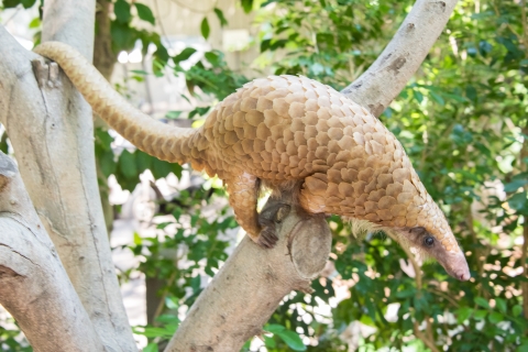 White-bellied pangolin on a tree