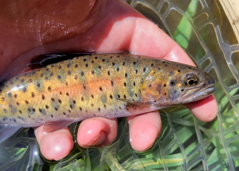A yellow and green fish is held in hand within a net.
