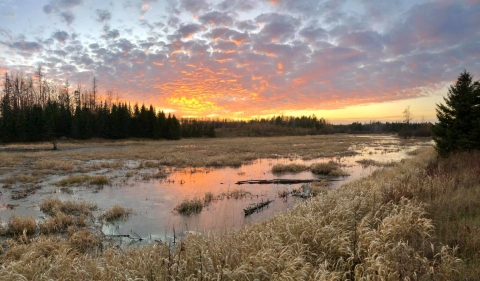 Marsh at Aroostook National Wildlife Refuge