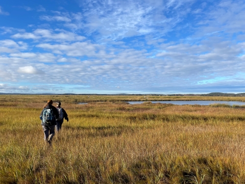 FWS staff walking to restoration site in marsh
