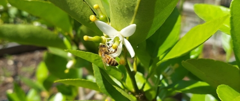 A honeybee is perched on the white, star-shaped blossom of a citrus tree