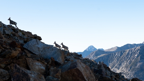 Sierra Nevada bighorn sheep climb up a rocky ridge line with mountains in the distance.