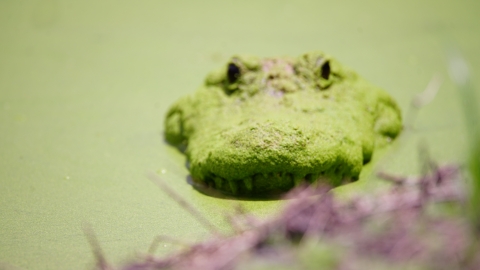 An American Alligator emerges, blending perfectly into a duckweed covered swamp.