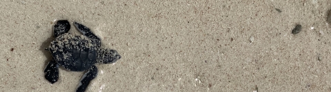 Green sea turtle at Ritidian