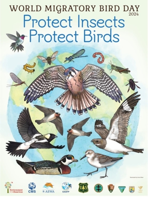 World Migratory Bird Day Poster 2024
