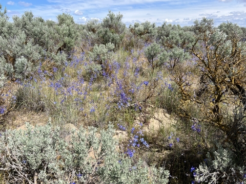 Sagebrush with blue flowers speckled throughout