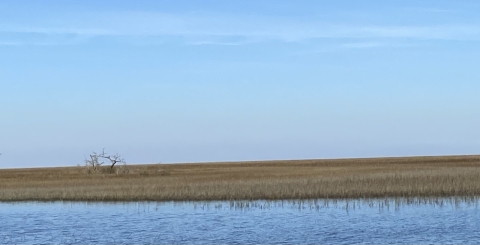 Salt marsh