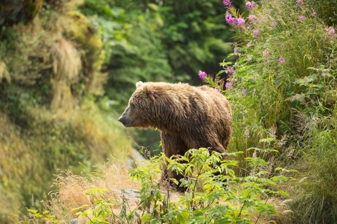Bear in a forest surrounded by plants and fireweed