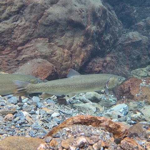 A fish facing right in clear water near a river bottom with rocks underneath and behind it.