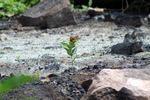 Monarch butterfly on a common milkweed plant amongst ashes from a prescribed burn