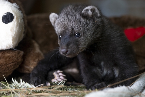 a dark brown fisher kit balances against a stuffed animal