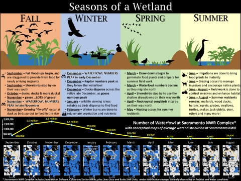 Seasons of a Wetland Graphic with 4 columns. Fall column: flood-ups begin, shorebirds stop by on their way south, ducks and geese arrive. Winter column: waterfowl numbers peak late November to December. Spring column: draw-downs begin to germinate food plants, waterfowl numbers decline as they migrate north, shorebirds stop by on their way north, summer residents begin to nest. Summer column: irrigations are done to produce food plants, field work is done to enhance habitat, summer residents remain.