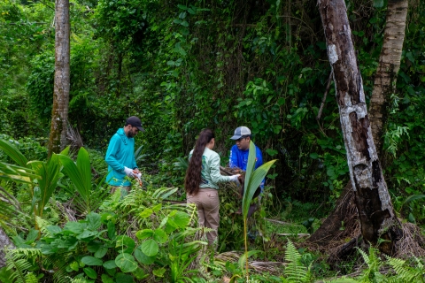 Three people are hand pulling invasive vines from the limestone forest on Guam National Wildlife Refuge.