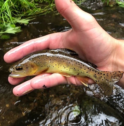 A person's wet hand holding a beautiful Apache trout slightly above the water.
