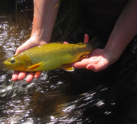 A person holding a fish slightly above the water of a stream.
