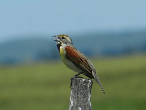 Image of a bird perched on a wooden post with its beak open