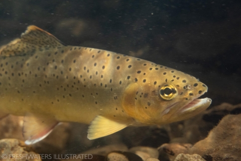 A close up view of a trout with dark spots underwater