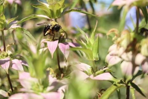 Bee on top of a flower