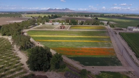 Aerial image of a native seed farm with rows of bright colors and mountains along the horizon under a blue sky.