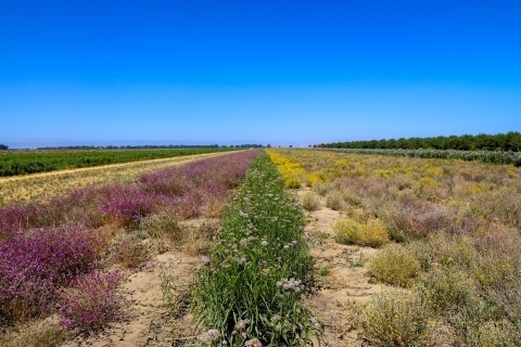 Colorful rows of flowers growing at a native plant farm