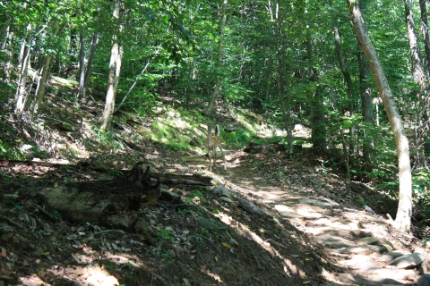 An image of a trail through a hardwood forest dappled in sunlight. In the center of the image on the trail is a fawn starting at the camera.